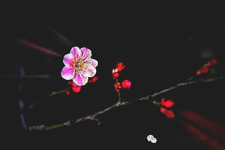 正所谓梅花香自苦寒来 梅花香自苦寒来生活要有仪式感