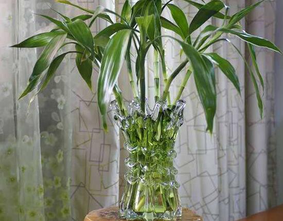 水培富贵竹怎么养才长得粗 水培富贵竹怎么养才能长得粗壮