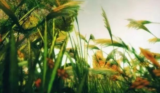 在小满时节汲满“三苦”养分