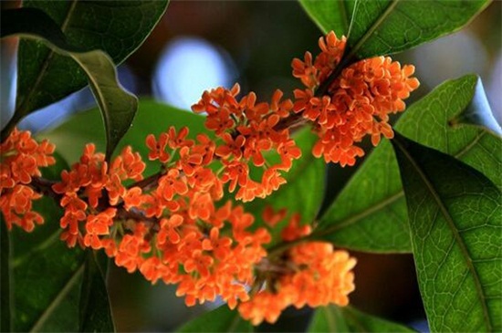 丹桂与金桂的区别丹桂能酿酒吗 金桂和丹桂有什么区别吗