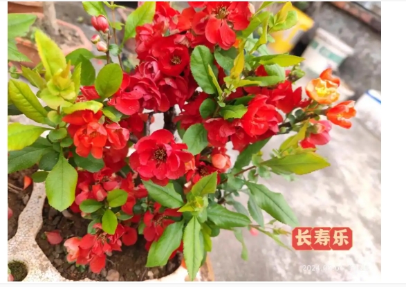 长寿乐海棠和长寿冠海棠哪个好