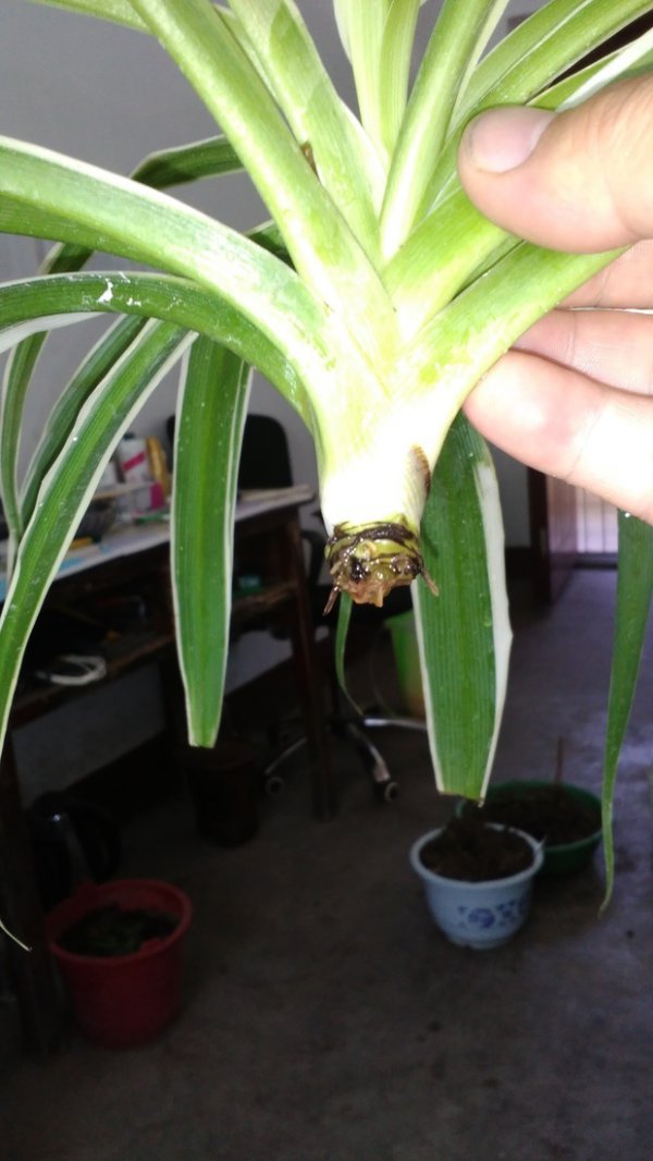 吊兰烂心怎么办？吊兰心腐败怎么处理？一文为你支招