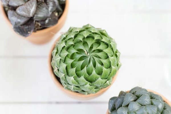 姬玉露干瘪了怎么恢复？ 玉露叶子干瘪的原因分析