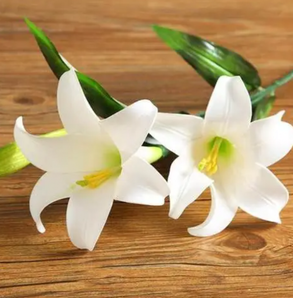 百合放在哪里最旺财 家中适合养百合吗