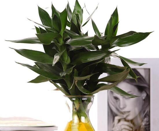 水培富贵竹一般养几根合适？ 4～6支寓意最好(顺风顺水)