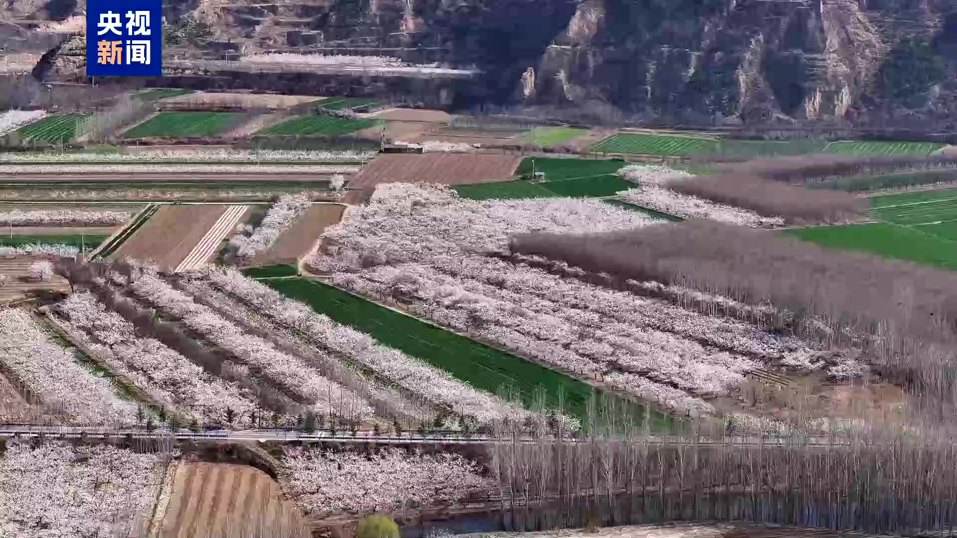 又是与花花浪漫邂逅的季节 黄河岸畔万亩杏花如诗如画