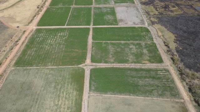 一颗种子见证中非友谊