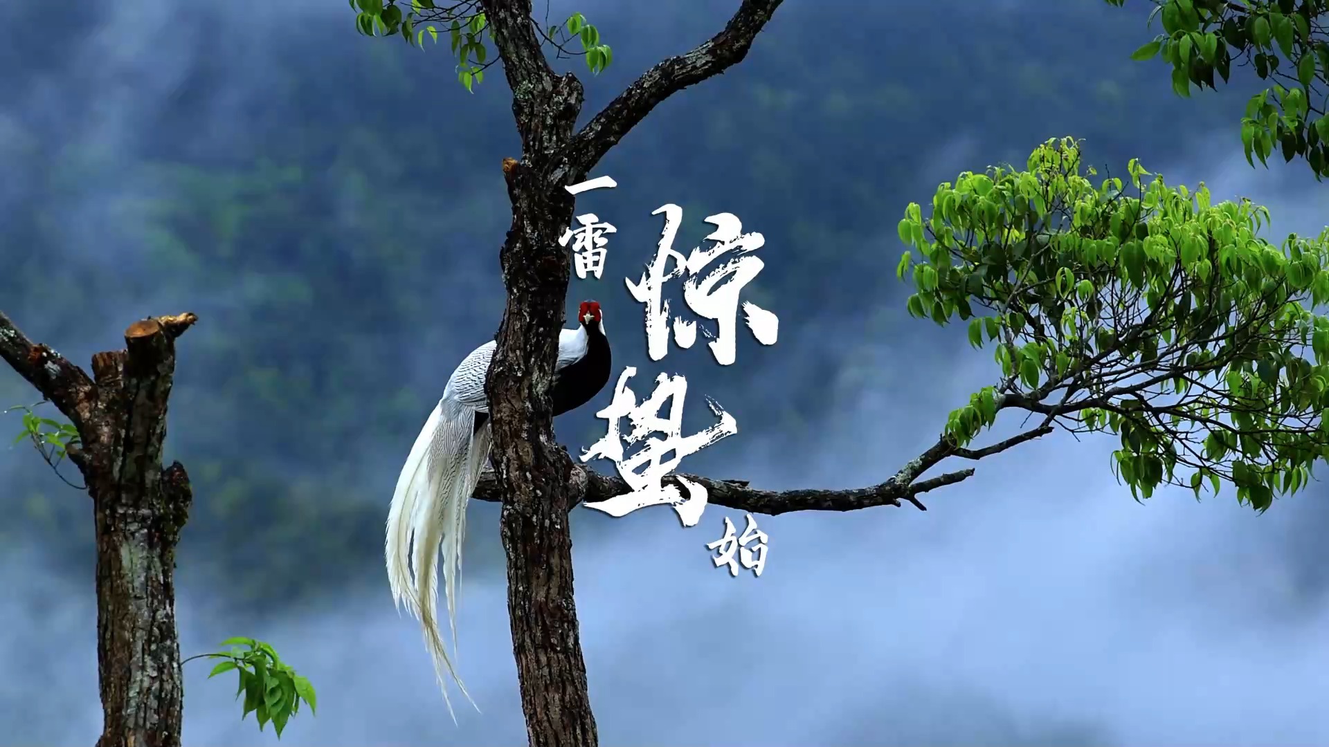 文化中国行丨惊蛰到了 春天来了 每眨一眼都是风景片