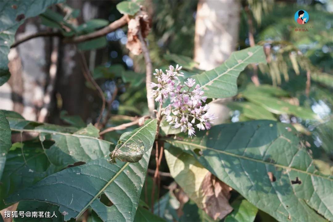 原创            2025茶山日记7｜我行其野，飒飒听风