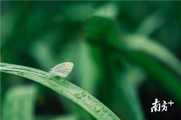 文化中国行·惊蛰｜一声春雷响，万物始复苏