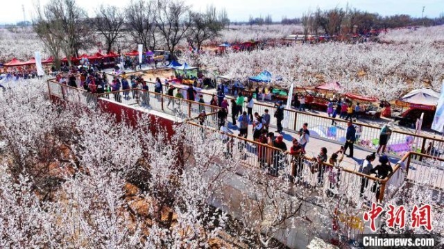 新疆开启赏花季 从“新疆第一春”启程感受浪漫之旅