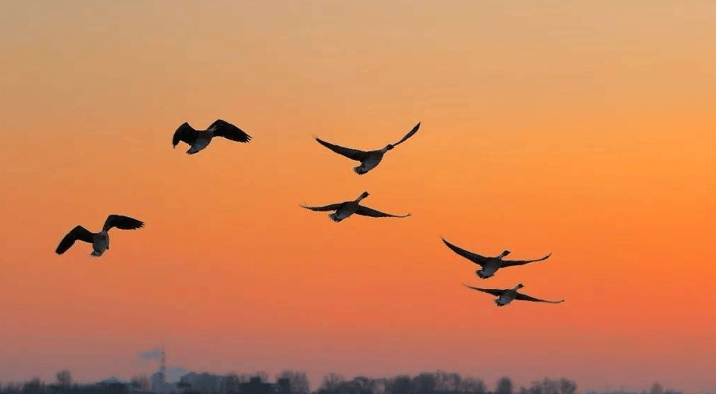 《雁回时》14集过后，终于明白温峥嵘对陈都灵的6字评价有多准确