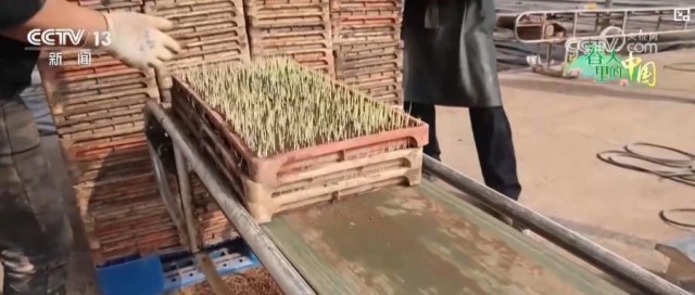 科技赋能春耕春管！智慧农业护航 筑牢粮食稳产根基