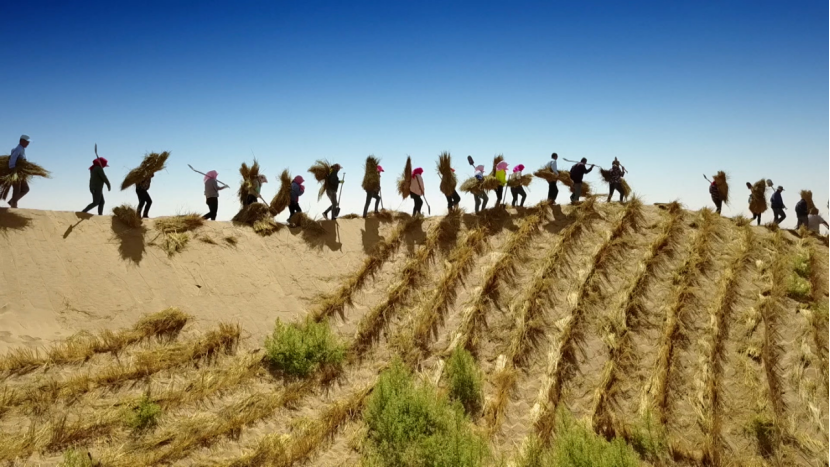九年前有人种下这样一棵树，九年后绿盖成荫