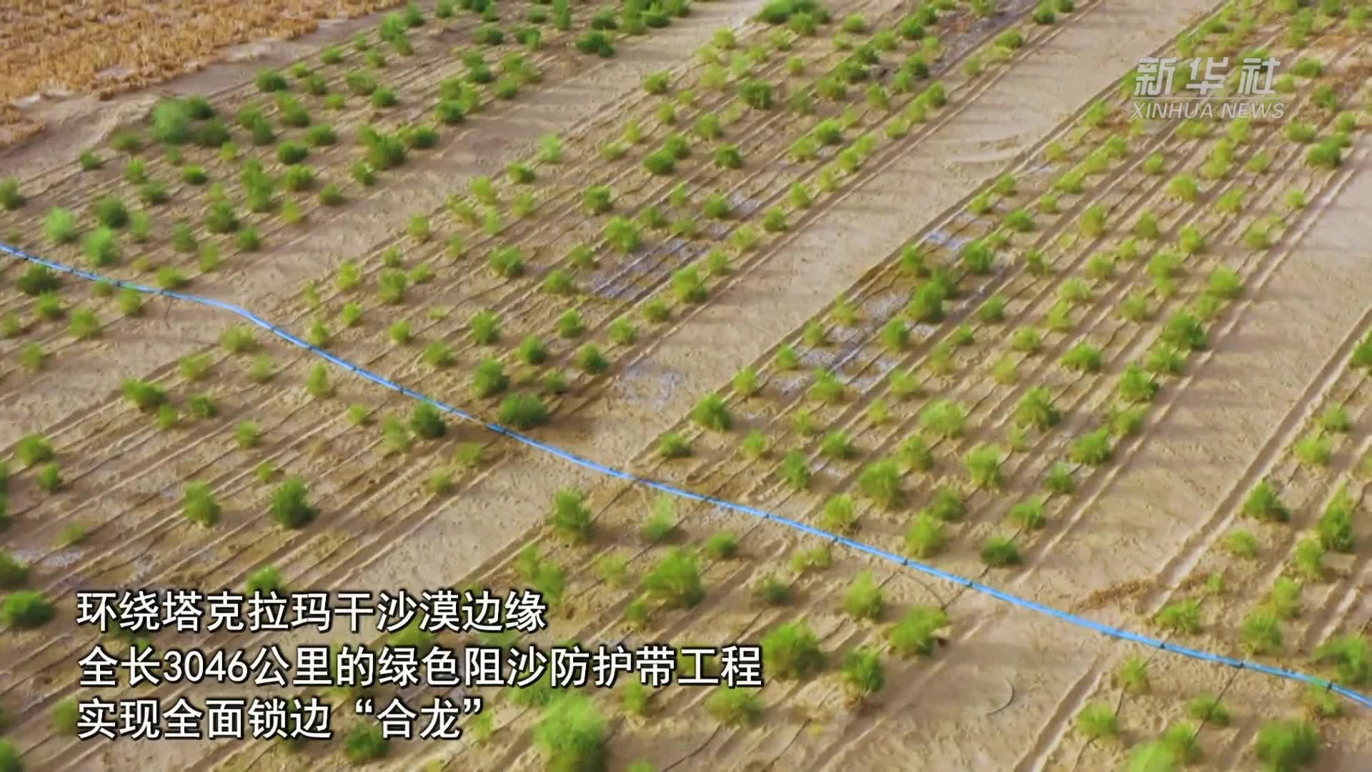 塔克拉玛干沙漠：“从锁边到织网” 新疆和田万人植树