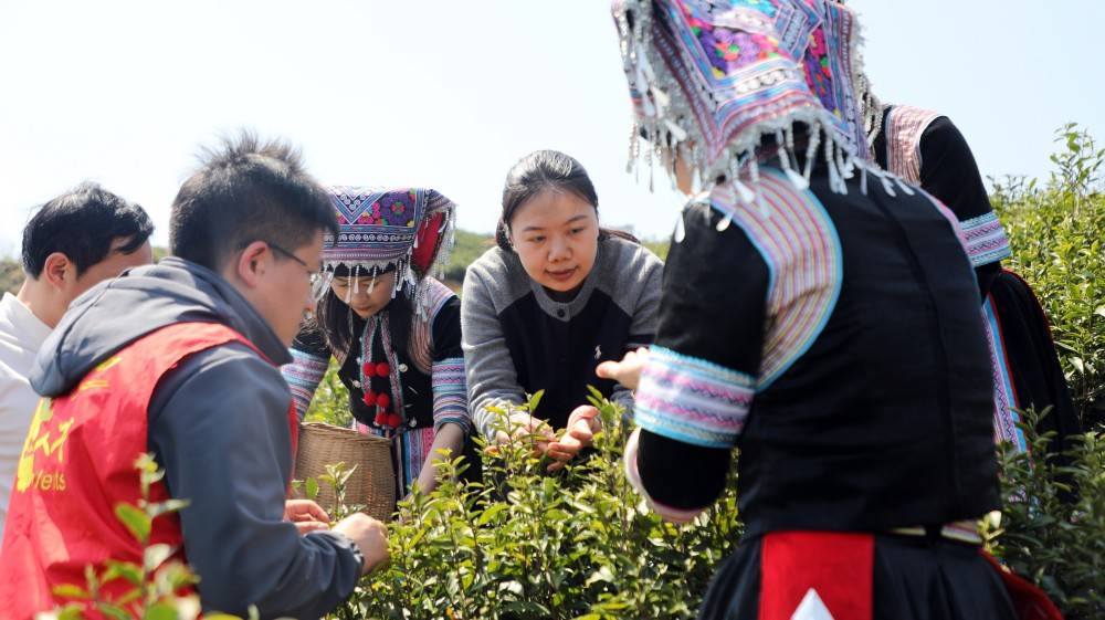 宁远：科技助农 推动茶叶产业高质量发展
