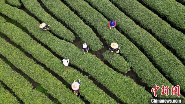 广西三江侗乡：一片绿叶托起富民“金饭碗”