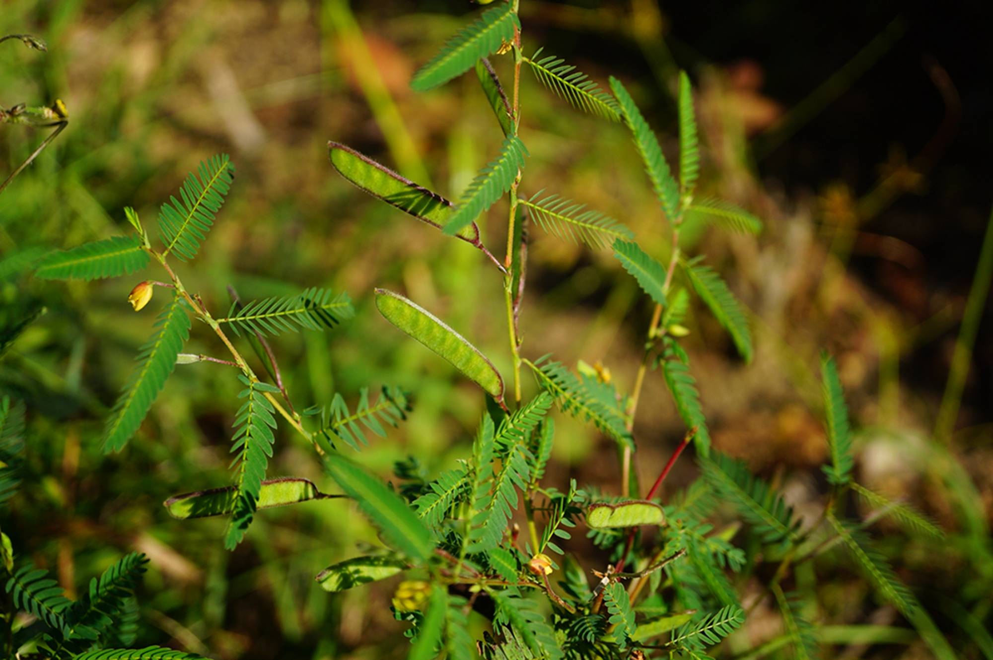 我见到的山东本土植物和园林栽培植物（1112）豆茶山扁豆