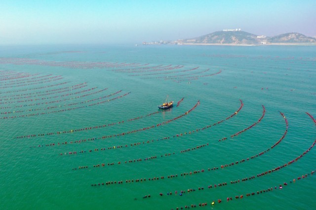 海上“春耕”忙 “蓝色粮仓”焕发蓬勃生机