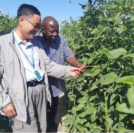 “洋人才”在南繁硅谷的“双向奔赴”