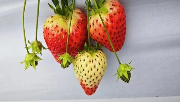 “完全赋权”结出硕果 尝尝“上海交大牌”草莓