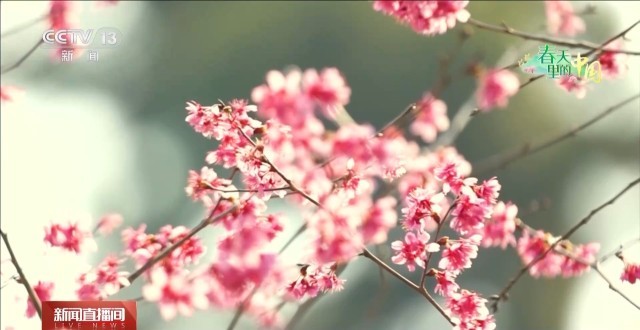 赏花、观鸟、游船……你打算用哪种方式赏春踏青？