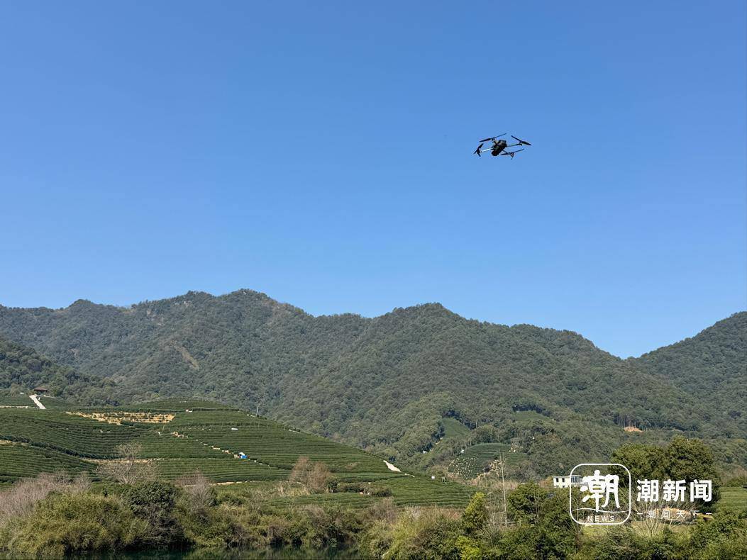 “数字茶农”采茶忙 科技革命重塑西湖龙井春采图景