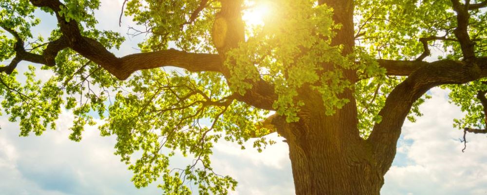 夏季祛火佳品：哪些水果最适合在夏季食用？