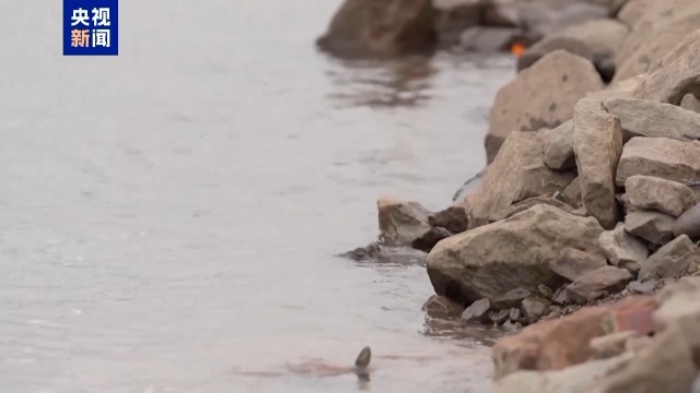 “胖猫”事件94.6吨外卖堆满长江大桥 造谣的“烂摊子”谁来买单？