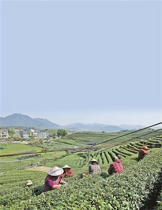 上城：龙坞茶镇引领“茶叶+”产业新潮流