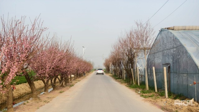 【乡路上，感受脉动中国】大棚“蔬”写乡村新途景 小多肉开出“致富花”