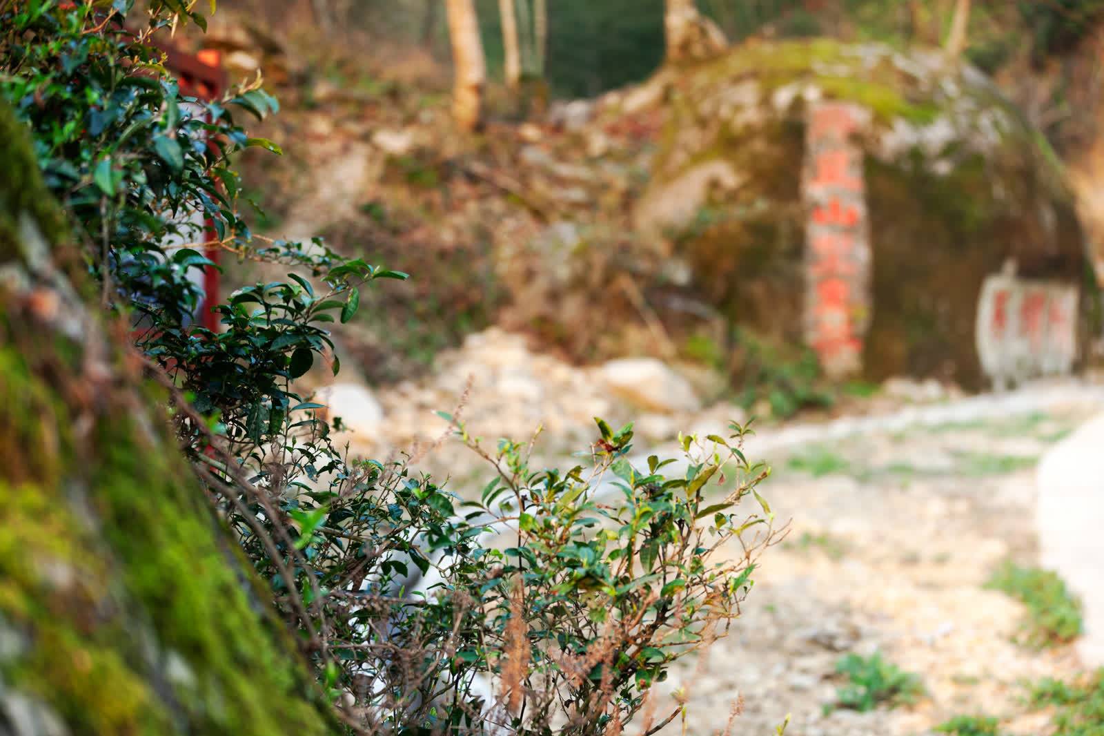 东安：茶旅融合茶飘香