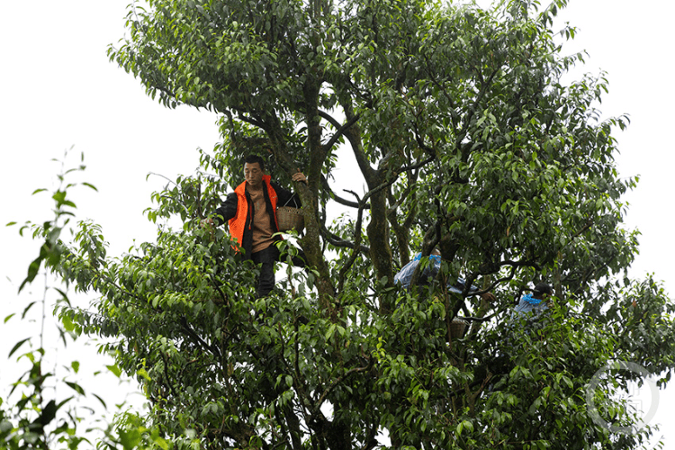 古树茶成“金叶子” 茶农笑迎丰收季
