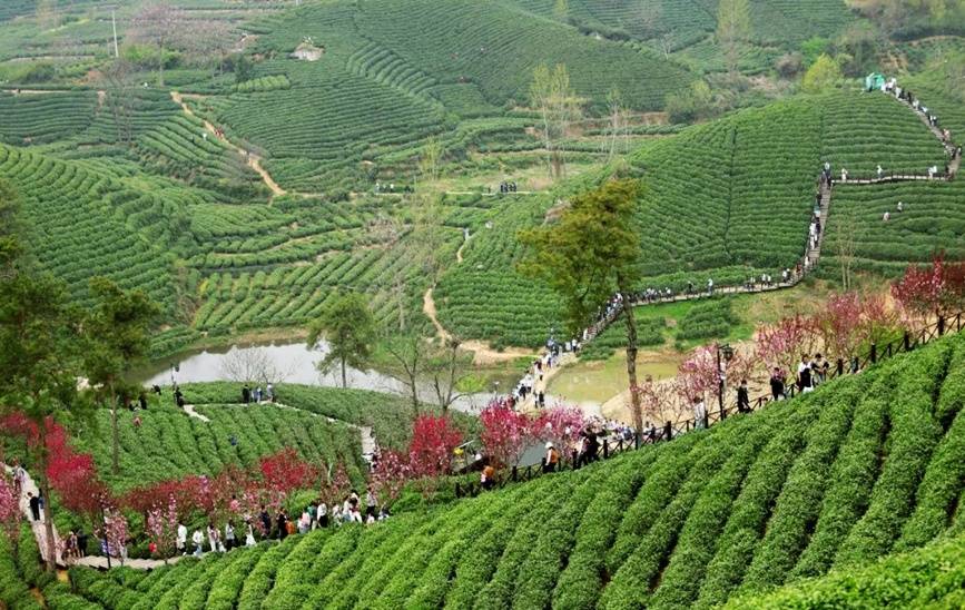 信阳市浉河区：茶山引游人 文旅绘新景