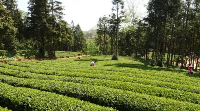 贵州西秀：“小茶叶”撬动“大产业”