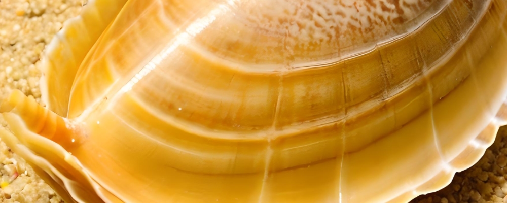 象拔蚌功效作用及简单美味做法大揭秘