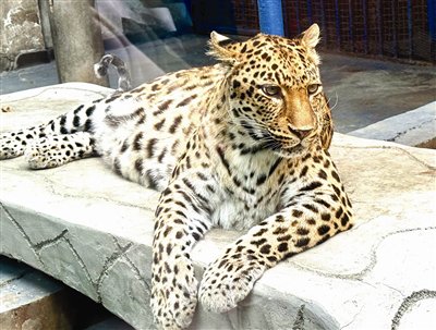 网红“豹警官”升任“攀枝花文旅荣誉局长” “萌系外交”助力城市宣传破圈