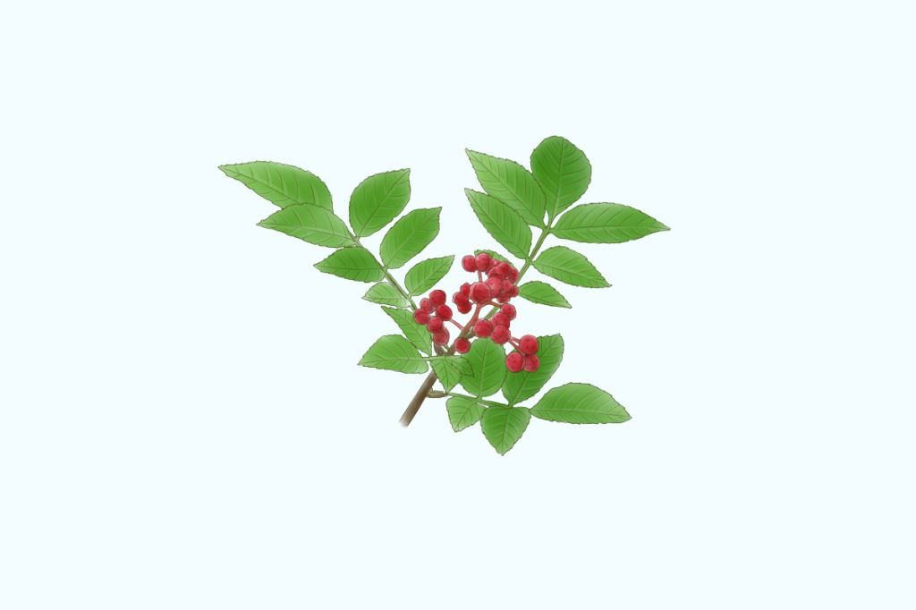 花椒泡水喝功效及作用，能否治打呼噜？30 字左右 SEO 标题