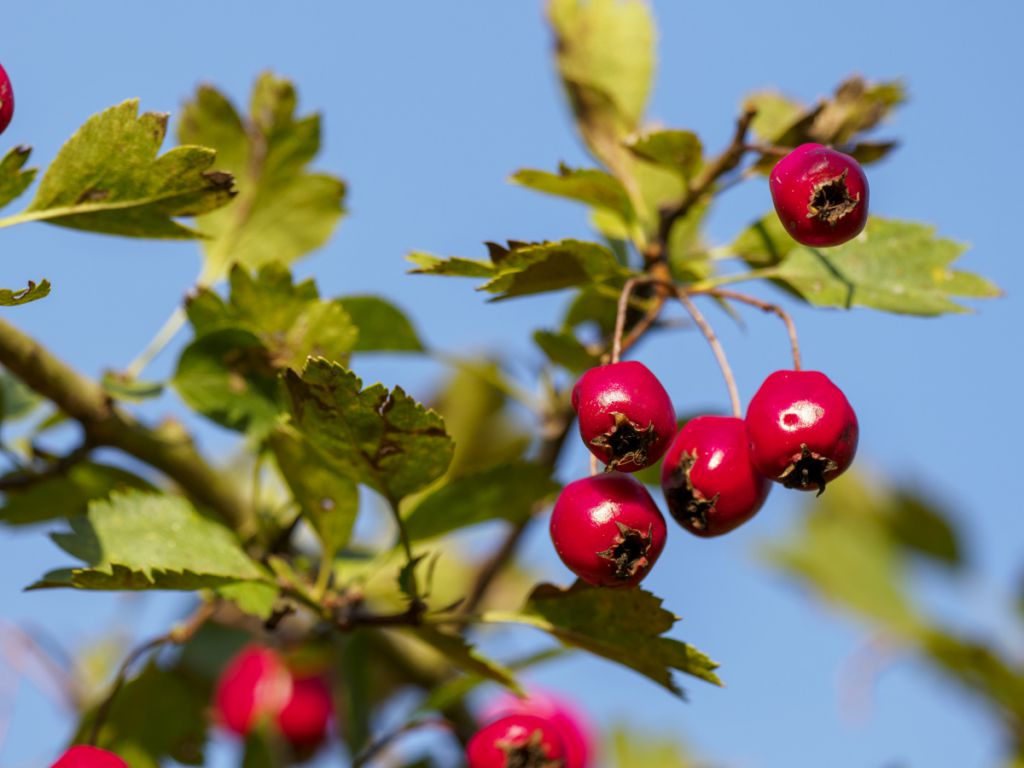 山楂功效及心血管患者能否食用？答案全在这里！