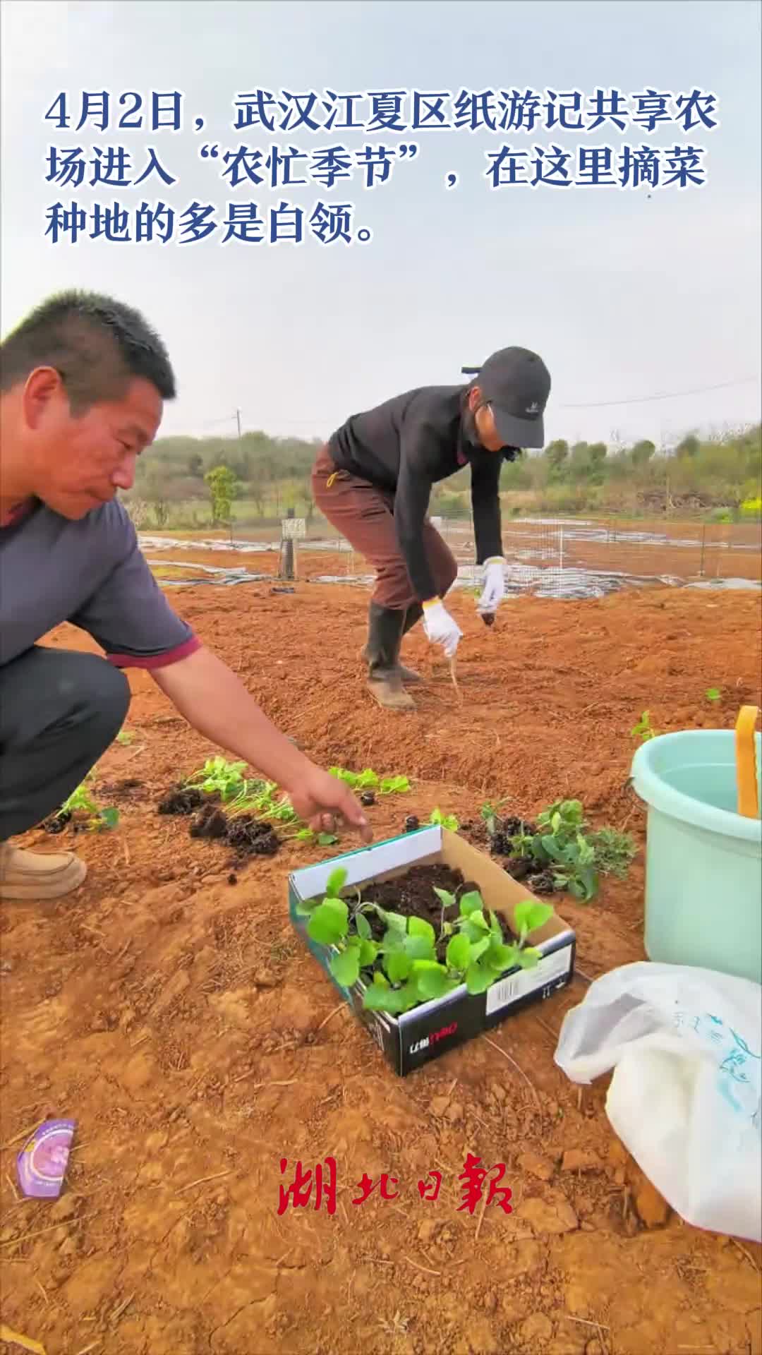 到农村种菜，城市白领新时尚