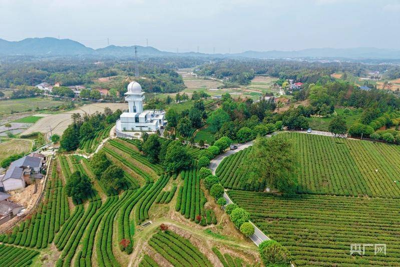 茶叶变“茶业” 一路飘香“链”通途