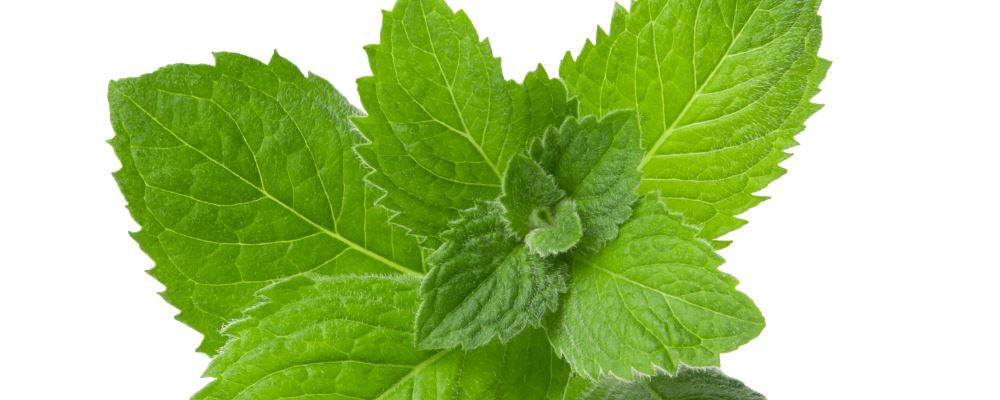 冬季感冒食疗指南：推荐六款防治感冒的药膳方