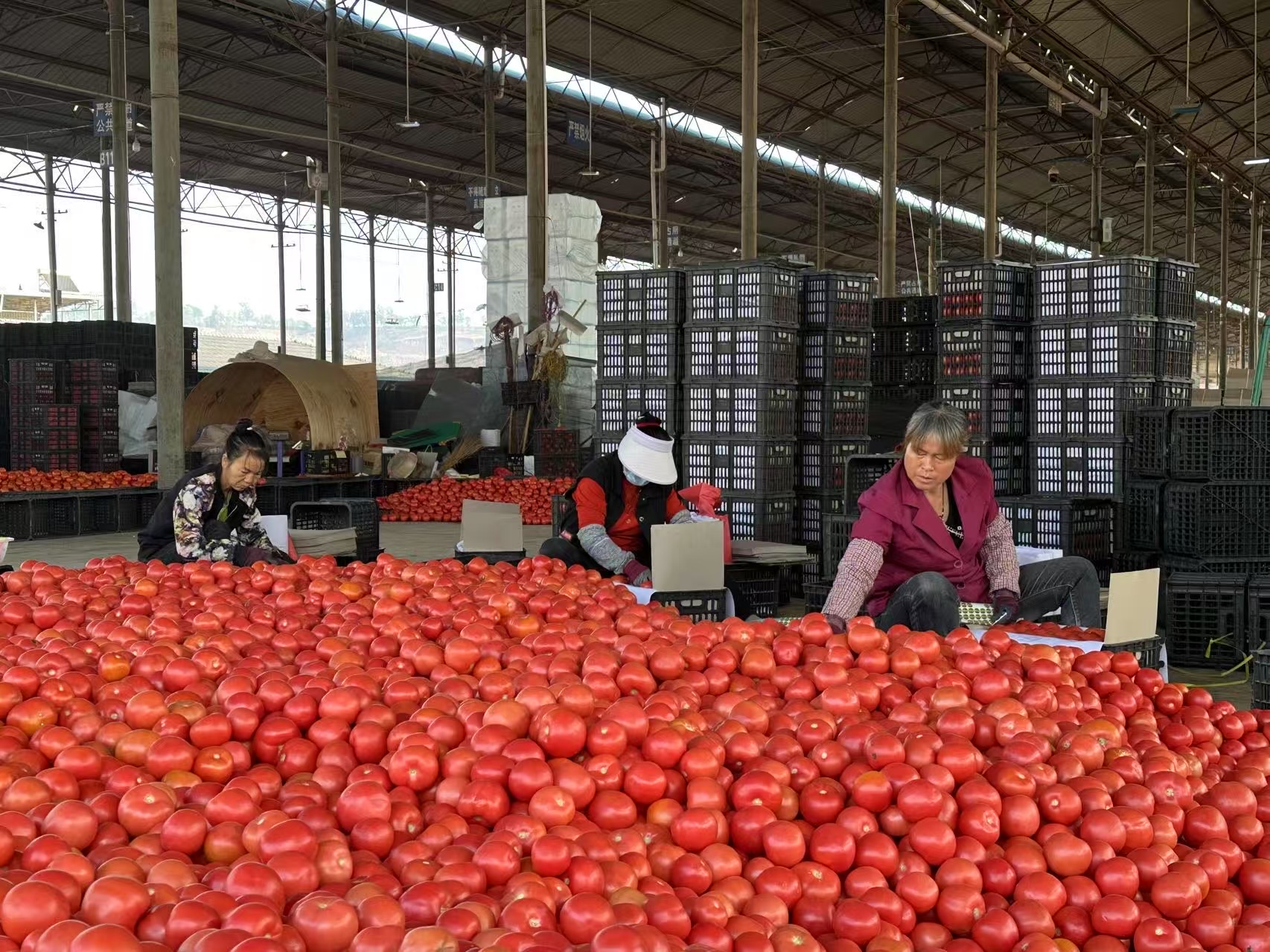 解码“南菜园”——南菜北运云南产地探访