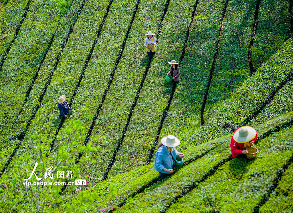 湖北英山：茶农采茶忙