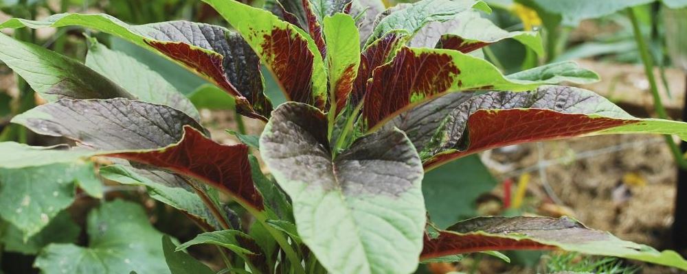 苋菜功效及吃法攻略：如何吃得更有效？