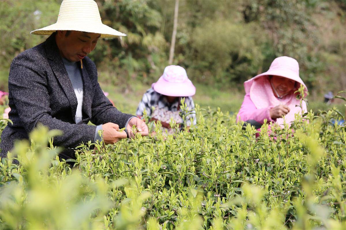 茶农与橙农跨区错峰务工 咸丰秭归劳务协作缓解“用工荒”