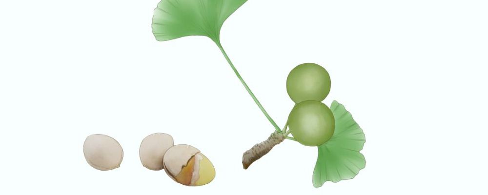 白果营养功效及食疗推荐，轻松获取健康之道