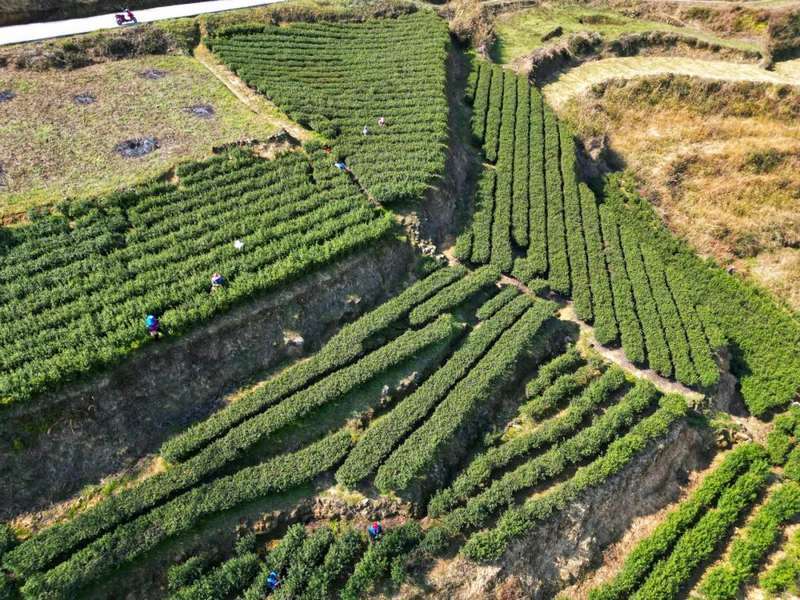 贵州沿河：万亩春茶香 茶农采茶忙