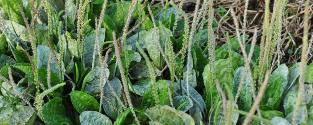 经常遭受口腔溃疡困扰？教你轻松应对之法