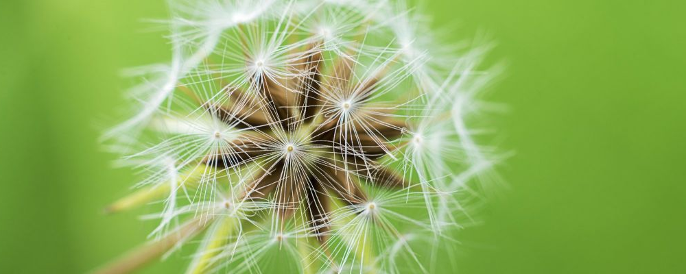 夏天喝蒲公英泡水好处多多，别错过，赶紧喝起来